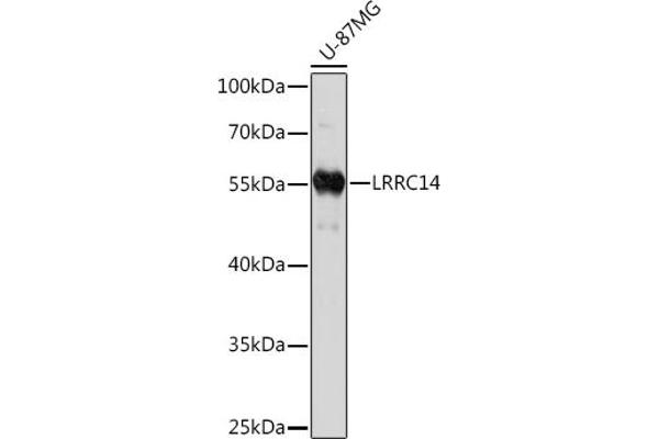 LRRC14 anticorps  (AA 1-280)