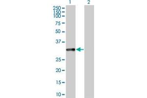 Western Blot analysis of MAPRE1 expression in transfected 293T cell line by MAPRE1 MaxPab polyclonal antibody. (MAPRE1 antibody  (AA 1-268))