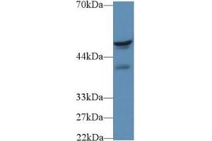 Western Blotting (WB) image for anti-Fibrinogen beta Chain (FGB) (AA 35-481) antibody (ABIN7433273)