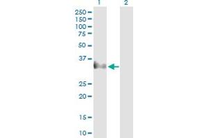 Western Blot analysis of CER1 expression in transfected 293T cell line by CER1 MaxPab polyclonal antibody. (CER1 antibody  (AA 1-267))