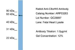WB Suggested Anti-C8orf45  Antibody Titration: 0. (C8orf45 antibody  (Middle Region))