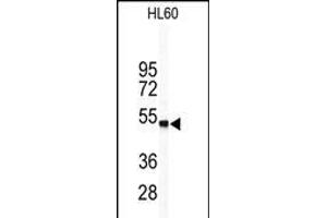 Western blot analysis of WISP1 Antibody (Center) (ABIN390187 and ABIN2840678) in HL60 cell line lysates (35 μg/lane). (WISP1 antibody  (AA 171-200))