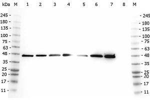 Western Blot of Rabbit anti-AHA1 antibody. (AHSA1 antibody  (Internal Region))