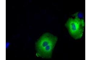 Image no. 2 for anti-Sorting Nexin 9 (SNX9) antibody (ABIN1501048) (SNX9 antibody)