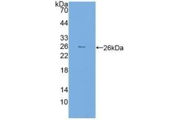 FKBP7 抗体  (AA 24-217)