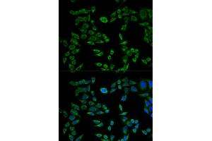 Immunofluorescence analysis of HeLa cells using VAPB antibody. (VAPB antibody)