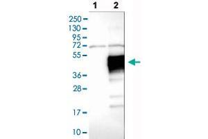 Western blot analysis of Lane 1: Negative control (vector only transfected HEK293T lysate), Lane 2: Over-expression lysate (Co-expressed with a C-terminal myc-DDK tag (~3. (LAIR1 antibody  (AA 187-287))