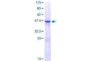 RAB4B Protein (AA 1-213) (GST tag)