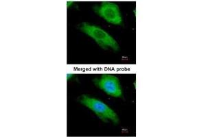 Immunofluorescence (IF) image for anti-NAD(P)H Dehydrogenase, Quinone 1 (NQO1) (C-Term) antibody (ABIN2854666)