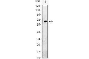 Western blot analysis using EGF mAb against EGF(AA: 971-1023)-hIgGFc transfected HEK293 cell lysate. (EGF antibody)