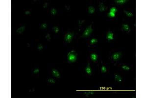 Image no. 1 for anti-Zic Family Member 4 (ZIC4) (AA 249-320) antibody (ABIN466252) (ZIC4 antibody  (AA 249-320))