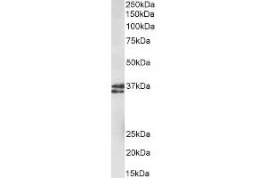 ABIN2613452 (1µg/ml) staining of fetal Mouse Brain lysate (35µg protein in RIPA buffer). (MSI2 antibody  (N-Term))