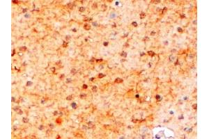 ABIN185597 (2µg/ml) staining of paraffin embedded Mouse Brain. (Iba1 antibody  (Internal Region))