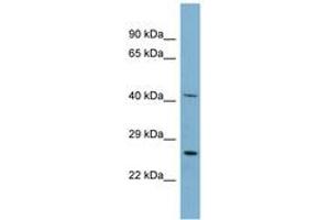 Image no. 1 for anti-Mitochondrial Ribosomal Protein S2 (MRPS2) (N-Term) antibody (ABIN6741942)
