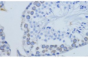 Immunohistochemistry of paraffin-embedded Mouse testis using LMNB1 Polyclonal Antibody at dilution of 1:200 (40x lens). (Lamin B1 antibody)