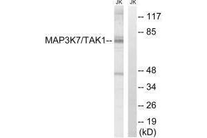 Western blot analysis of extracts from Jurkat cells, treated with heat shock, using MAP3K7 (Ab-187) antibody. (MAP3K7 antibody  (Thr187))