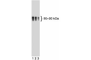 Western blot analysis of human CD110 (MPL antibody  (Extracellular Domain))