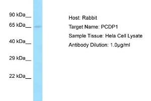 Host: Rabbit Target Name: PCDP1 Sample Tissue: Human Hela Whole Cell Antibody Dilution: 1ug/ml (Primary Ciliary Dyskinesia Protein 1 (PCDP1) (C-Term) antibody)