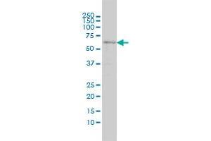 SRCRB4D antibody  (AA 1-190)