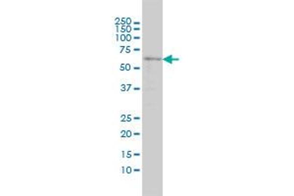 SRCRB4D antibody  (AA 1-190)