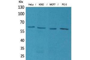 Western Blot (WB) analysis of HeLa, K562, MCF7, PC-3 cells using p63 Polyclonal Antibody. (TCP1 alpha/CCTA antibody  (N-Term))