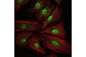 Immunofluorescence analysis of HeLa cells using CREB1 monoclonal antibody, clone 5G3  (green) . (CREB1 antibody)