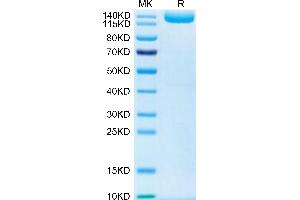 LIFR Protein (Fc Tag)