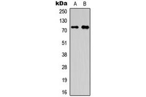 Western blot analysis of OLFML2A expression in HepG2 (A), A549 (B) whole cell lysates. (OLFML2A antibody  (Center))