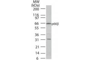 Western Blotting (WB) image for anti-GATA Zinc Finger Domain Containing 2B (GATAD2B) (AA 445-460) antibody (ABIN208679) (GATAD2B antibody  (AA 445-460))