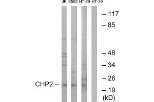 Western Blotting (WB) image for anti-Chp2 (Internal Region) antibody (ABIN1850950) (Chp2 antibody  (Internal Region))