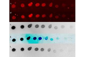 Image no. 1 for TMB Membrane Peroxidase Substrate (Ready-To-Use) (ABIN925633)