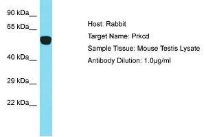 Host: Rabbit Target Name: Prkcd Sample Type: Mouse Testis lysates Antibody Dilution: 1. (PKC delta antibody  (N-Term))