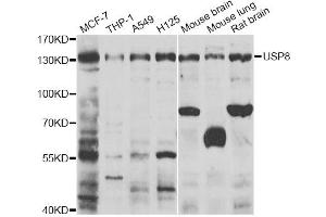 Western blot analysis of extracts of various cell lines, using USP8 antibody (ABIN2560701) at 1:1000 dilution. (USP8 antibody)