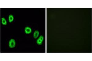 Immunofluorescence (IF) image for anti-G Protein-Coupled Receptor 18 (GPR18) (AA 191-240) antibody (ABIN2890869) (GPR18 antibody  (AA 191-240))