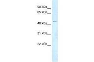 Image no. 1 for anti-Forkhead Box N2 (FOXN2) (AA 197-246) antibody (ABIN6747804) (FOXN2 antibody  (AA 197-246))