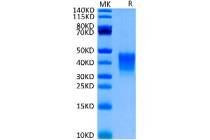 CD7 Protein (CD7) (AA 26-180) (His-Avi Tag,Biotin)