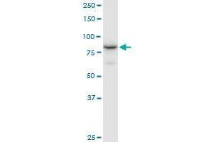NCBP1 MaxPab polyclonal antibody. (NCBP1 antibody  (AA 1-790))