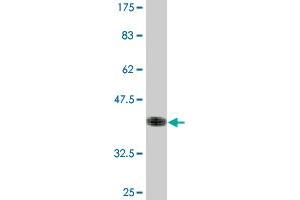 Western Blot detection against Immunogen (36. (SSR2 antibody  (AA 51-150))