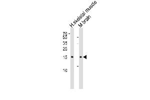 Western blot analysis of lysates from human skeletal muscle and mouse brain tissue lysate(from left to right), using CFL2 Antibody (C-term) (ABIN6243137 and ABIN6577407). (Cofilin 2 antibody  (C-Term))