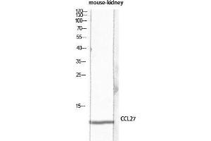 Western Blot (WB) analysis of Mouse Kidney lysis using CCL27 antibody. (CCL27 antibody)