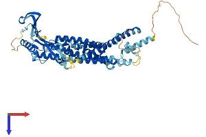Mucolipin 3 (Mcoln3) (AA 1-553) protein (His tag)