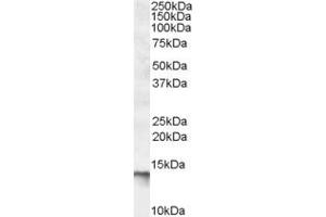 ABIN334366 (0. (C1D antibody  (C-Term))