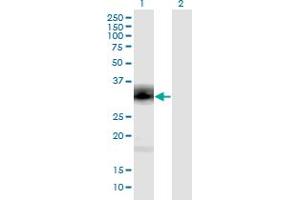 Western Blot analysis of PENK expression in transfected 293T cell line by PENK monoclonal antibody (M04), clone 9E7. (Enkephalin antibody  (AA 1-267))
