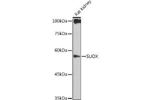 Western blot analysis of extracts of Rat kidney, using SUOX antibody (ABIN7270628) at 1:1000 dilution. (SUOX antibody)