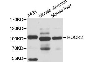 Western blot analysis of extracts of various cell lines, using HOOK2 antibody (ABIN5974524) at 1/1000 dilution. (HOOK2 antibody)