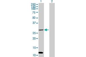 Western Blot analysis of DUOXA1 expression in transfected 293T cell line by DUOXA1 MaxPab polyclonal antibody. (DUOXA1 antibody  (AA 1-298))