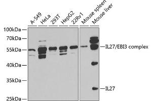 Western blot analysis of extracts of various cell lines, using IL27 antibody (ABIN6129040, ABIN6142372, ABIN6142373 and ABIN6221166) at 1:1000 dilution. (IL-27 antibody  (AA 29-243))