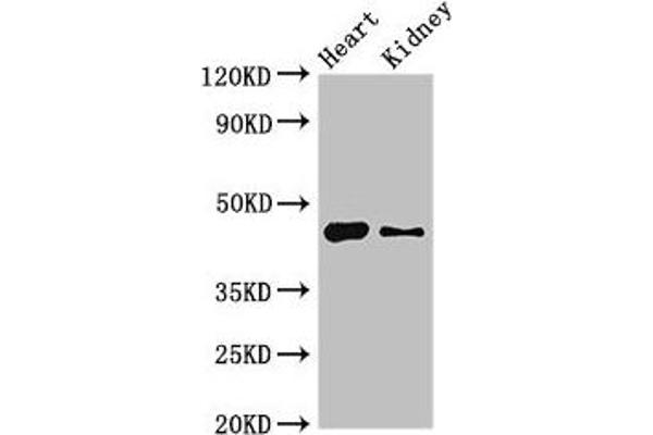MNDA Antikörper  (AA 84-233)