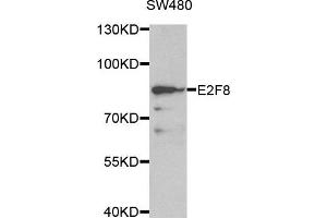 Western blot analysis of extracts of SW480 cell line, using E2F8 antibody. (E2F8 antibody)