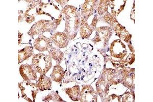 Immunohistochemical analysis of paraffin-embedded mouse kidney section using SPHK1 antibody; Ab was diluted at 1:100 dilution. (SPHK1 antibody  (AA 59-89))